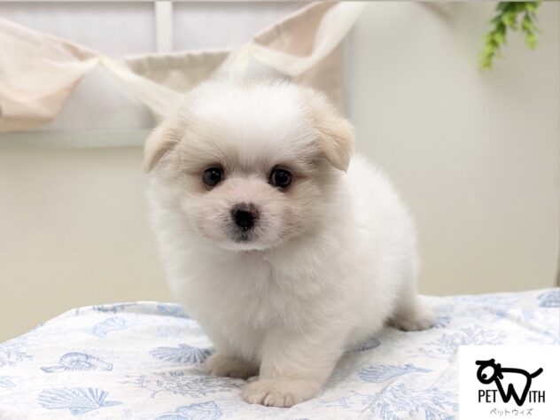 福島県のハーフ犬・ミックス犬 (アミーゴ会津若松店/2026年6月16日生まれ/男の子/06 ホワイト系)の子犬の1枚目の画像
