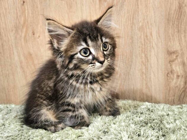 広島県のハーフ猫・ミックス猫 (アミーゴ広島商工センター店/2026年5月25日生まれ/女の子/ブラウンタビーホワイト)の子猫の2枚目の画像