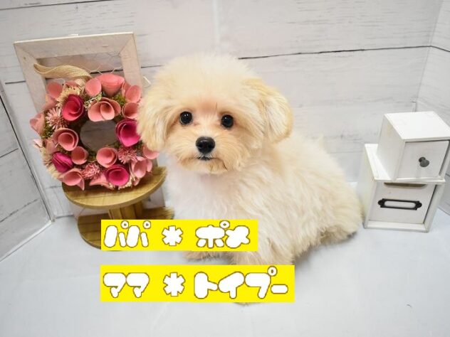 兵庫県のハーフ犬・ミックス犬 (ペット・プラザ アミーゴつかしん店/2026年3月30日生まれ/男の子/クリーム)の子犬の1枚目の画像