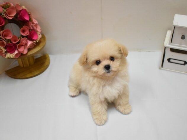 兵庫県のハーフ犬・ミックス犬 (ペット・プラザ アミーゴつかしん店/2026年3月30日生まれ/男の子/クリーム)の子犬の2枚目の画像