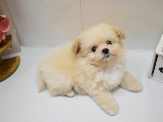 兵庫県のハーフ犬・ミックス犬 (ペット・プラザ アミーゴつかしん店/2026年3月30日生まれ/男の子/クリーム)の子犬の3枚目の画像