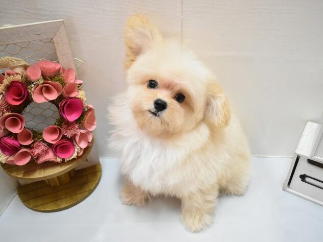 兵庫県のハーフ犬・ミックス犬 (ペット・プラザ アミーゴつかしん店/2026年3月30日生まれ/男の子/クリーム)の子犬の4枚目の画像