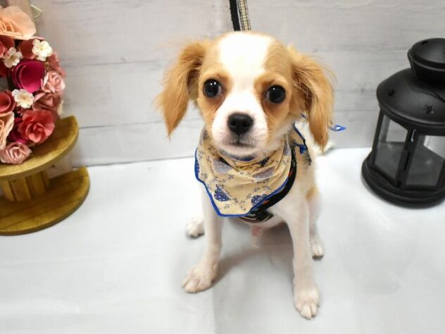 大阪府のハーフ犬・ミックス犬 (ペット・プラザ アミーゴ豊中服部店/2026年4月5日生まれ/男の子/ホワイトクリーム)の子犬の2枚目の画像