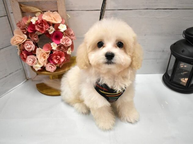 大阪府のハーフ犬・ミックス犬 (ペット・プラザ アミーゴ豊中服部店/2026年4月30日生まれ/男の子/クリーム)の子犬の2枚目の画像