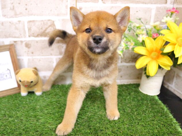 兵庫県の柴犬(標準サイズ) (ペット・プラザ アミーゴ神戸西店/2026年6月17日生まれ/女の子/赤)の子犬の1枚目の画像