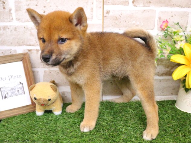 兵庫県の柴犬(標準サイズ) (ペット・プラザ アミーゴ神戸西店/2026年6月17日生まれ/女の子/赤)の子犬の2枚目の画像