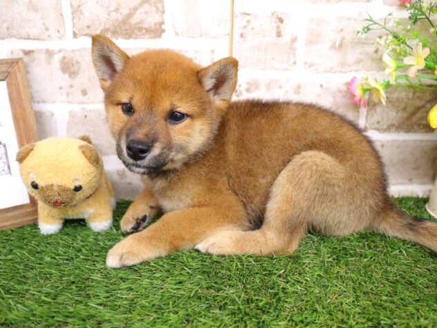兵庫県の柴犬(標準サイズ) (ペット・プラザ アミーゴ神戸西店/2026年6月17日生まれ/女の子/赤)の子犬の3枚目の画像