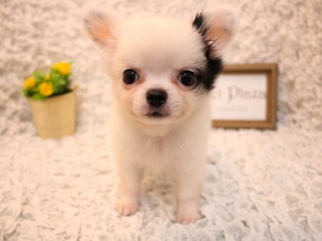 兵庫県のチワワ(ロング) (ペット・プラザ アミーゴ尼崎昭和通店/2026年6月21日生まれ/男の子/ホワイトブラックタン)の子犬の2枚目の画像