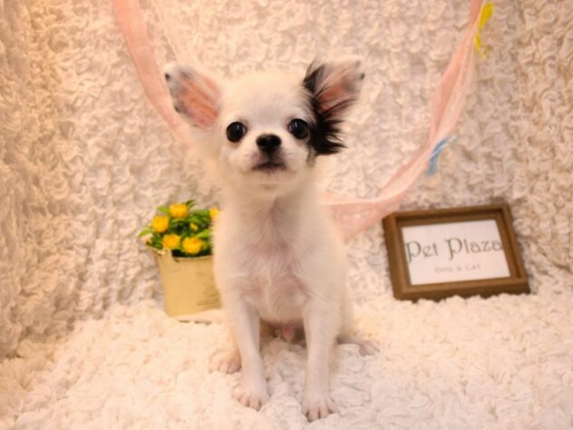 兵庫県のチワワ(ロング) (ペット・プラザ アミーゴ尼崎昭和通店/2026年6月21日生まれ/男の子/ホワイトブラックタン)の子犬の1枚目の画像