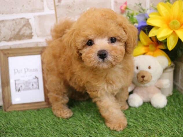 兵庫県のトイプードル(トイ) (ペット・プラザ アミーゴ神戸西店/2026年6月29日生まれ/男の子/オレンジフォーン)の子犬の3枚目の画像