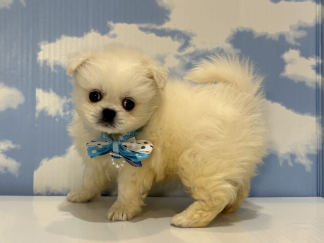 山形県のハーフ犬・ミックス犬 (アミーゴ山形南店/2026年6月9日生まれ/男の子/ホワイト)の子犬の3枚目の画像