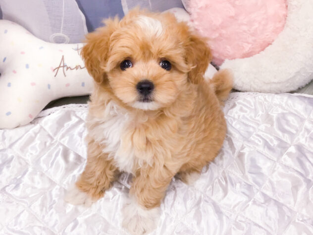 愛知県のハーフ犬・ミックス犬 (アミーゴ知立店/2026年6月3日生まれ/女の子/アプリコット)の子犬の3枚目の画像