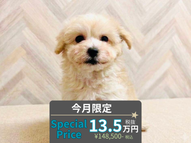 岡山県のハーフ犬・ミックス犬 (アミーゴ水島店/2026年6月7日生まれ/男の子/クリーム)の子犬の1枚目の画像