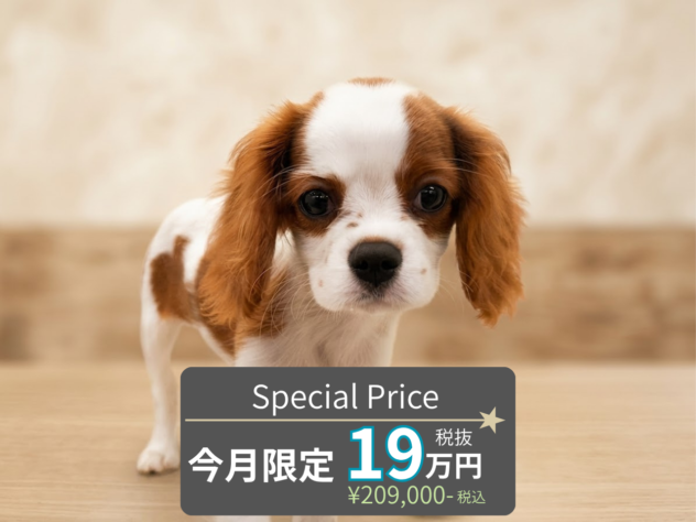 岡山県のキャバリアキングチャールズスパニエル (アミーゴ水島店/2026年5月30日生まれ/女の子/ブレンハイム)の子犬の1枚目の画像