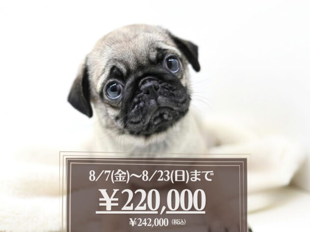 岡山県のパグ (アミーゴ大安寺店/2026年4月30日生まれ/女の子/フォーン)の子犬の1枚目の画像