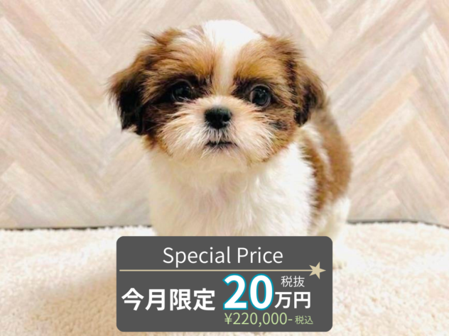 岡山県のシーズー (アミーゴ水島店/2026年6月7日生まれ/女の子/ホワイトゴールド)の子犬の1枚目の画像