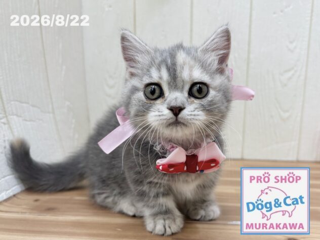 広島県のマンチカン (アミーゴ大町店/2026年6月16日生まれ/女の子/ブルーパッチドタビー)の子猫の3枚目の画像