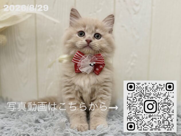 広島県のサイベリアン (アミーゴ大町店/2026年6月27日生まれ/女の子/クリームタビー)の子猫の3枚目の画像