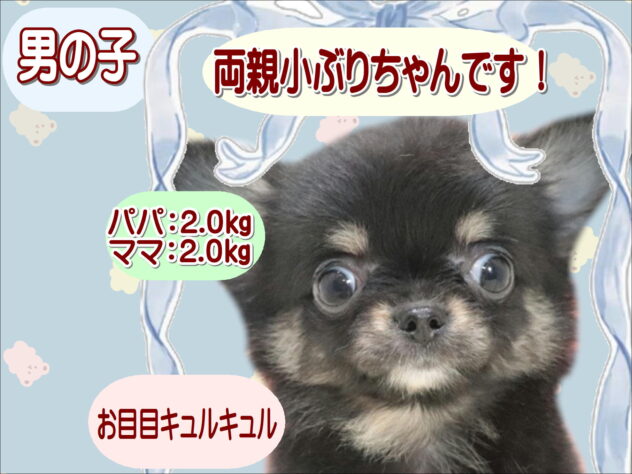 大阪府のチワワ(ロング) (アミーゴ鳳店/2026年6月10日生まれ/男の子/ブラックタン)の子犬の1枚目の画像
