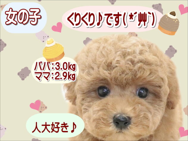 大阪府のトイプードル(トイ) (アミーゴ鳳店/2026年6月22日生まれ/女の子/レッド)の子犬の1枚目の画像