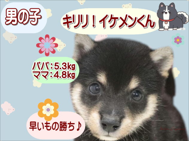 大阪府の豆柴 (アミーゴ鳳店/2026年6月29日生まれ/男の子/黒)の子犬の1枚目の画像