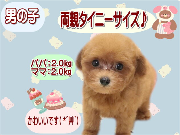 大阪府のトイプードル(トイ) (アミーゴ鳳店/2026年6月30日生まれ/男の子/レッドフォーン)の子犬の1枚目の画像