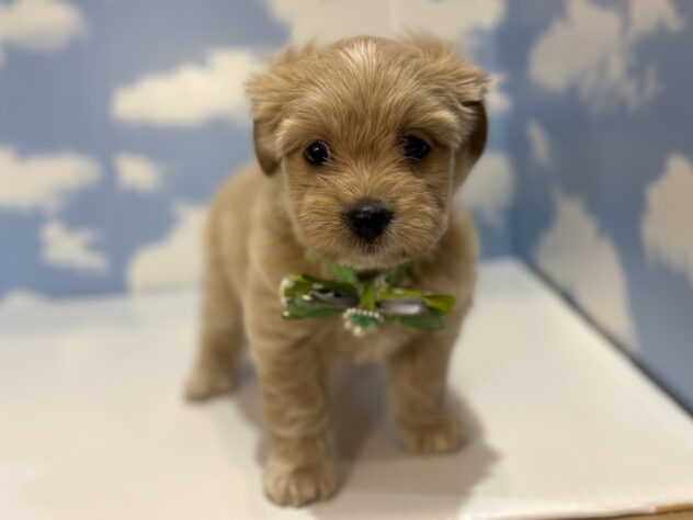 山形県のハーフ犬・ミックス犬 (アミーゴ山形南店/2026年6月21日生まれ/男の子/アプリコット)の子犬の1枚目の画像