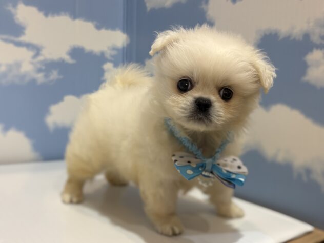 山形県のハーフ犬・ミックス犬 (アミーゴ山形南店/2026年6月9日生まれ/男の子/ホワイト)の子犬の2枚目の画像