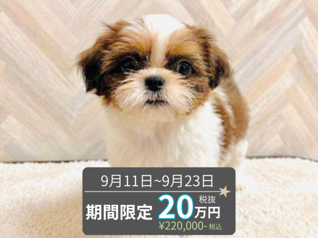 岡山県のシーズー (アミーゴ水島店/2026年6月7日生まれ/女の子/ホワイトゴールド)の子犬の1枚目の画像