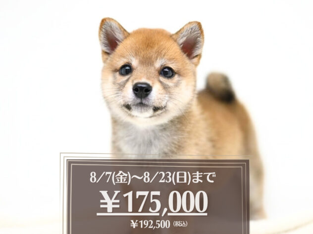 岡山県の豆柴 (アミーゴ大安寺店/2026年4月6日生まれ/女の子/赤)の子犬の1枚目の画像