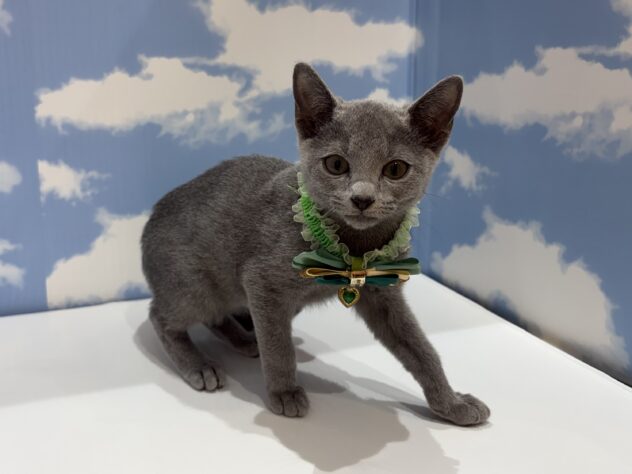 山形県のロシアンブルー (アミーゴ山形南店/2026年5月12日生まれ/男の子/ブルー)の子猫の2枚目の画像