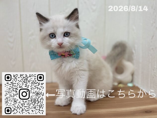 広島県のラグドール (アミーゴ大町店/2026年6月13日生まれ/男の子/シールポイントバイカラー)の子猫の3枚目の画像