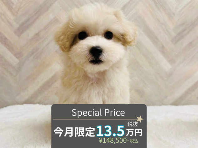 岡山県のハーフ犬・ミックス犬 (アミーゴ水島店/2026年6月7日生まれ/男の子/クリーム)の子犬の1枚目の画像