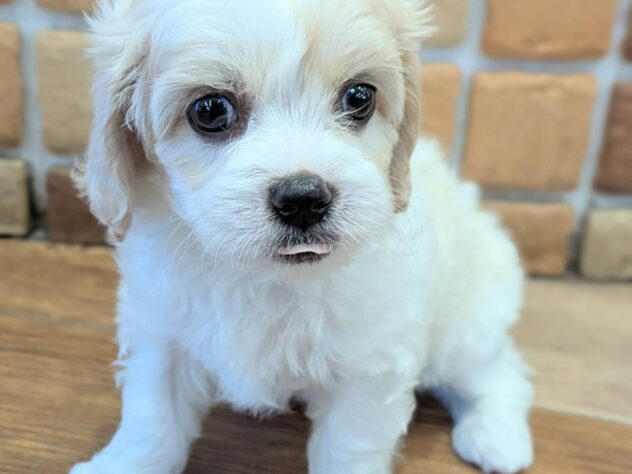 福島県のハーフ犬・ミックス犬 (アミーゴ福島南店/2026年6月25日生まれ/男の子/ホワイトブラウン)の子犬