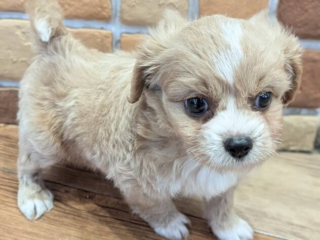 福島県のハーフ犬・ミックス犬 (アミーゴ福島南店/2026年6月29日生まれ/男の子/クリーム)の子犬