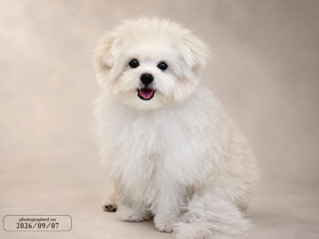 岡山県のハーフ犬・ミックス犬 (アミーゴ大安寺店/2026年4月18日生まれ/男の子/クリーム)の子犬の2枚目の画像