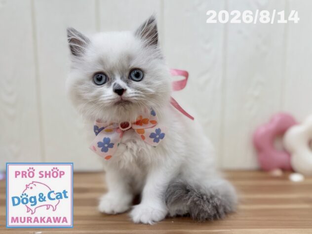 広島県のブリティッシュロングヘアー (アミーゴ大町店/2026年6月15日生まれ/女の子/ブルーホワイト)の子猫の2枚目の画像