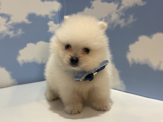 山形県のポメラニアン (アミーゴ山形南店/2026年6月20日生まれ/男の子/ホワイト)の子犬の1枚目の画像
