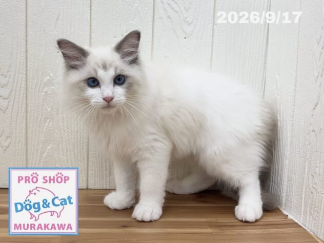 広島県のラグドール (アミーゴ大町店/2026年6月10日生まれ/男の子/ブルーポイントバイカラー)の子猫の1枚目の画像