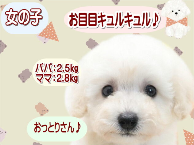 大阪府のトイプードル(トイ) (アミーゴ鳳店/2026年6月14日生まれ/女の子/ホワイト)の子犬の1枚目の画像