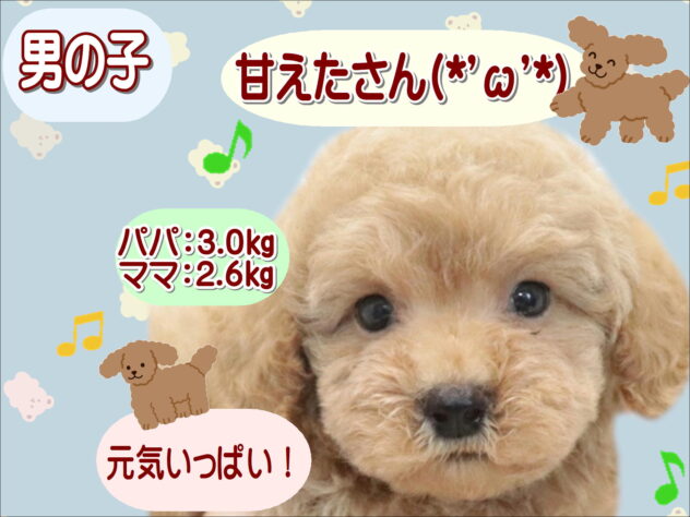 大阪府のトイプードル(トイ) (アミーゴ鳳店/2026年6月20日生まれ/男の子/アプリコット)の子犬の1枚目の画像