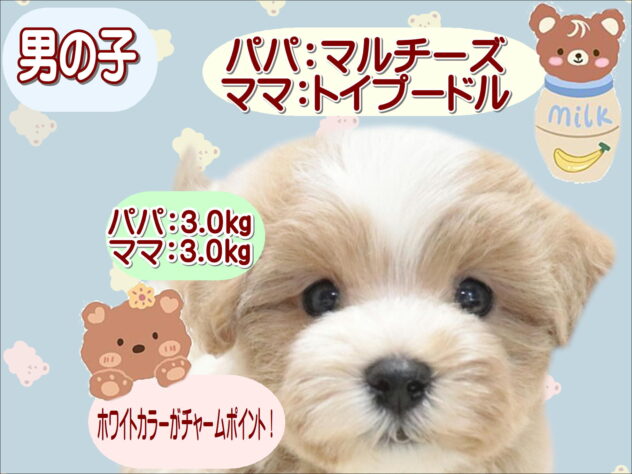 大阪府のハーフ犬・ミックス犬 (アミーゴ鳳店/2026年6月28日生まれ/男の子/アプリコット)の子犬の1枚目の画像