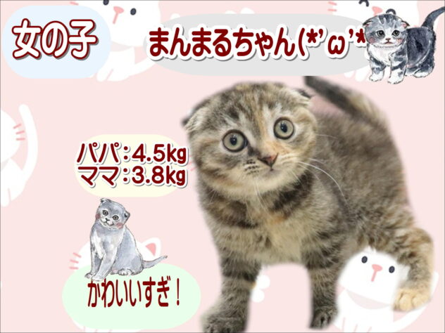 大阪府のスコティッシュフォールド (アミーゴ鳳店/2026年6月20日生まれ/女の子/ブラウンパッチドタビー)の子猫の1枚目の画像
