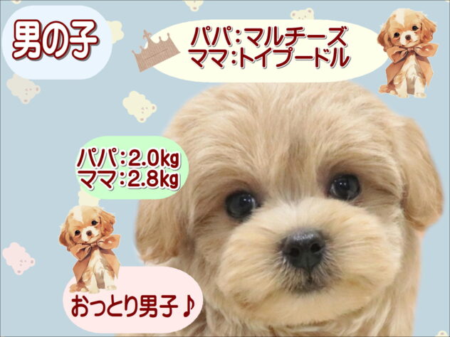 大阪府のハーフ犬・ミックス犬 (アミーゴ鳳店/2026年6月7日生まれ/男の子/クリーム)の子犬の1枚目の画像