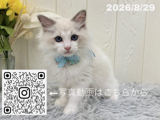 広島県のラグドール (アミーゴ大町店/2026年6月10日生まれ/男の子/ブルーポイントバイカラー)の子猫の3枚目の画像