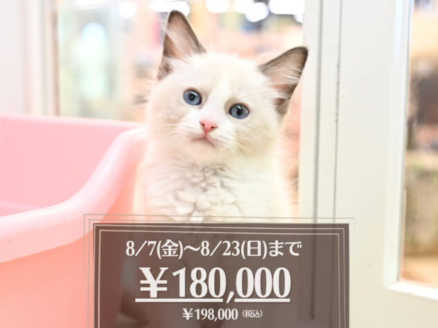 岡山県のラグドール (アミーゴ大安寺店/2026年5月24日生まれ/男の子/ブルーポイントバイカラー)の子猫の1枚目の画像