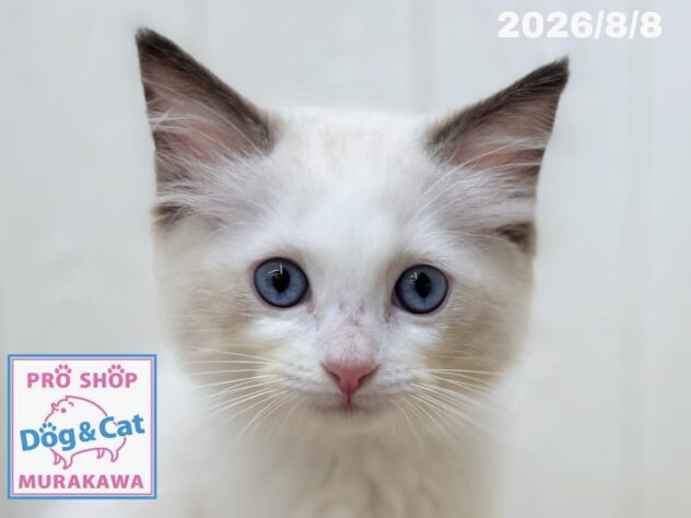広島県のラグドール (アミーゴ大町店/2026年6月1日生まれ/女の子/シールポイントバイカラー)の子猫の1枚目の画像