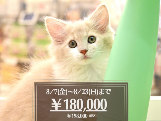 岡山県のメインクーン (アミーゴ大安寺店/2026年4月28日生まれ/女の子/クリームタビーホワイト)の子猫の1枚目の画像