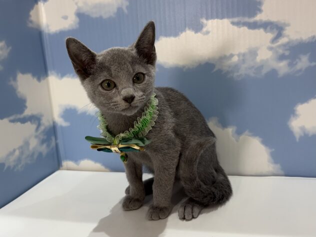 山形県のロシアンブルー (アミーゴ山形南店/2026年5月12日生まれ/男の子/ブルー)の子猫の3枚目の画像