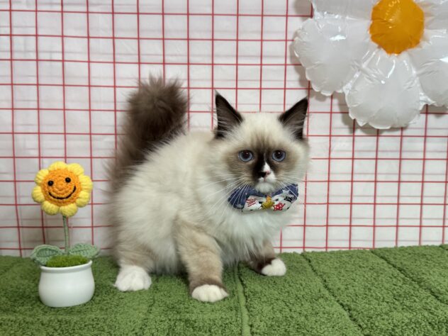 山形県のラグドール (アミーゴ酒田店/2026年4月12日生まれ/男の子/シールポイントバイカラー)の子猫の1枚目の画像